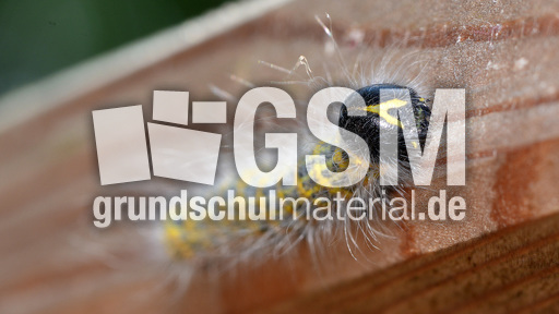 Raupe des Mondvogels (5).jpg